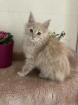 Maine Coon Kitten