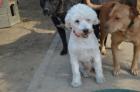 Puli-Mix ungarischer Hütehund sucht neues Zuhause